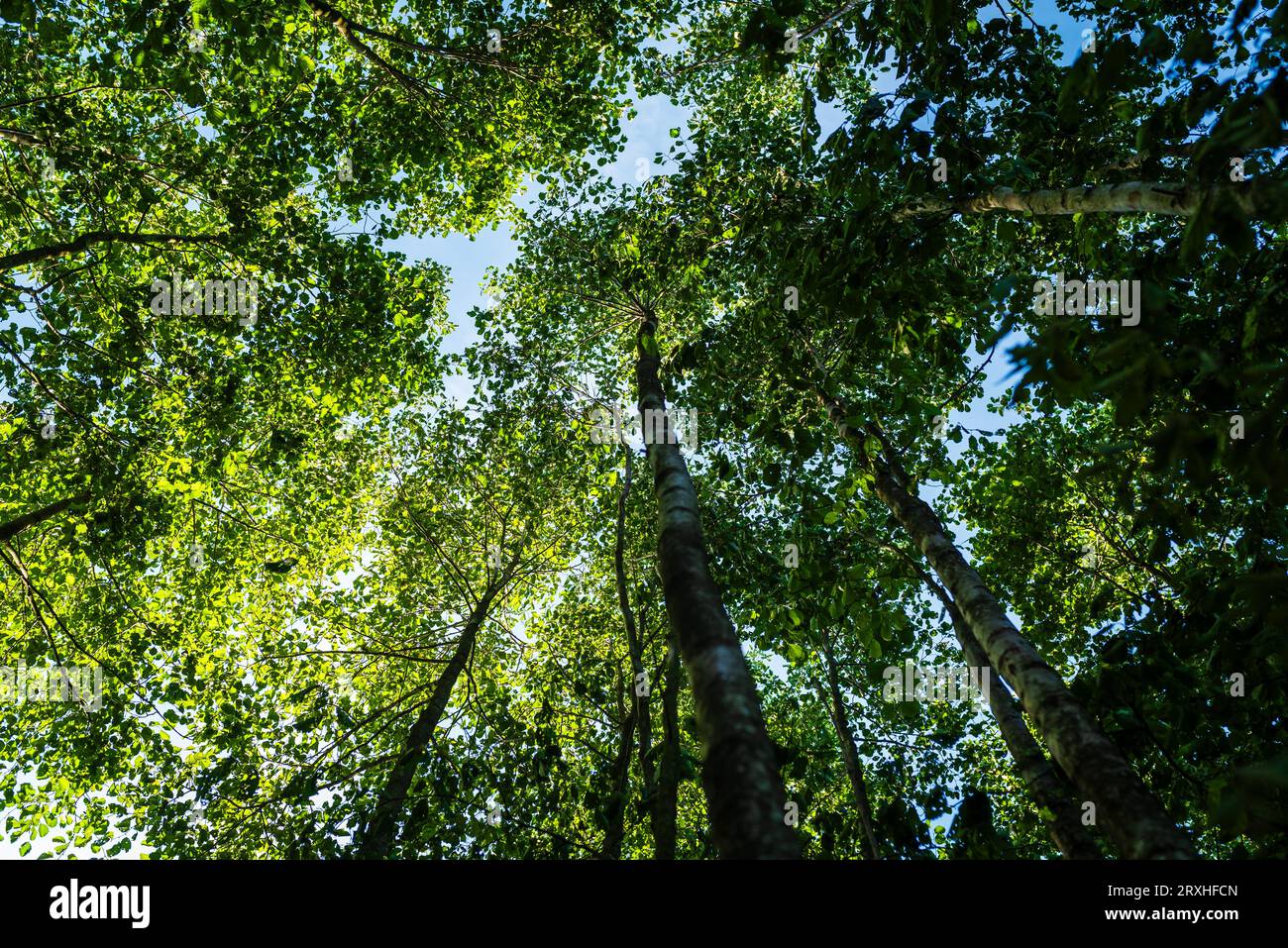 forest seen from below in spring Stock Photo