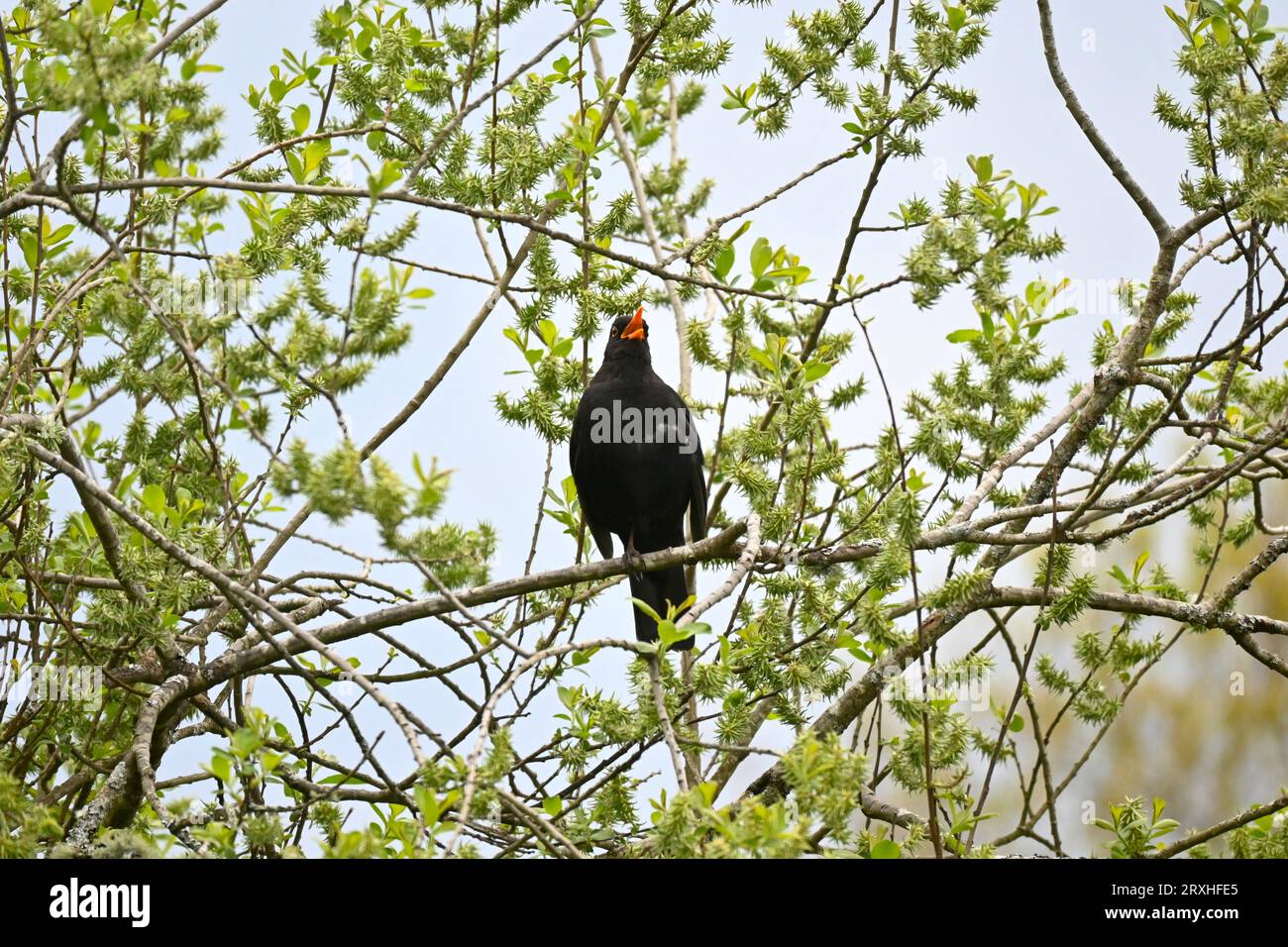 Common blackbird (Turdus merula) singing on a willow tree in spring – North Wales, UK Stock Photo