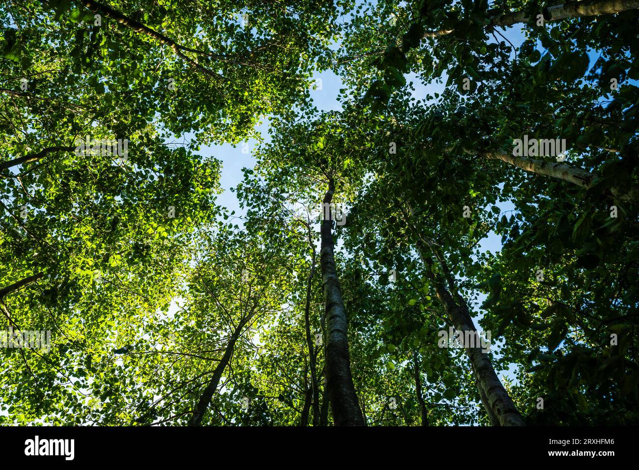 forest seen from below in spring Stock Photo