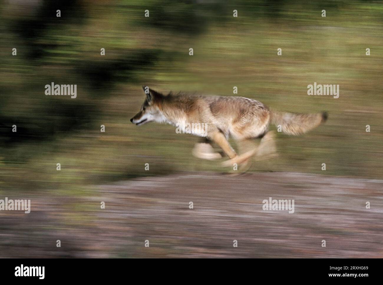 Gray Wolf Running With Blurred Background Usa Stock Photo