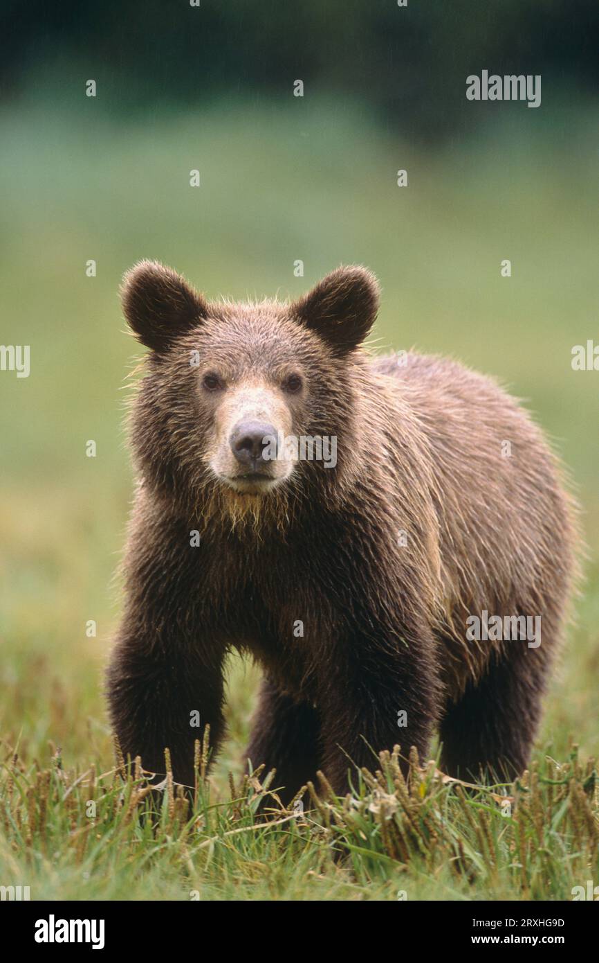 Close Up Of A Brown Bear Standing In A Grassy Field, Geographic Harbor ...