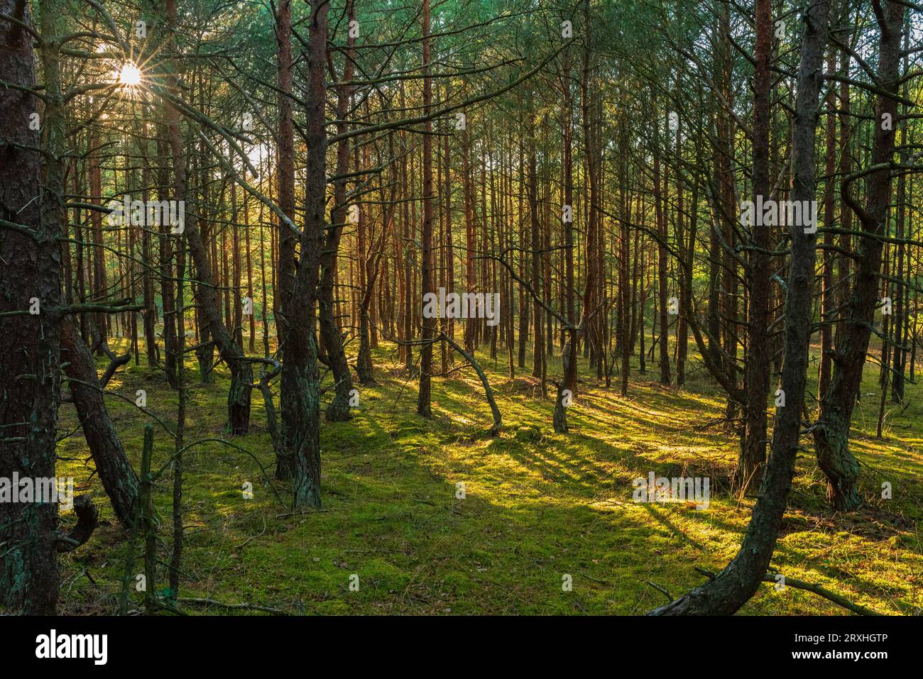 Sunny magical forest in rays hi-res stock photography and images - Alamy