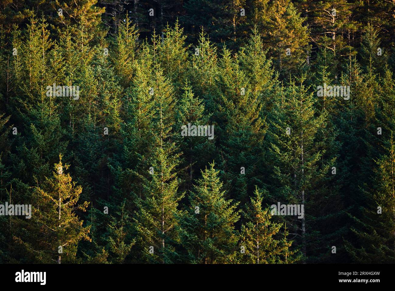 Spruce Tree Forest In Autumn, Kodiak Island, Southwest Alaska Stock Photo Alamy