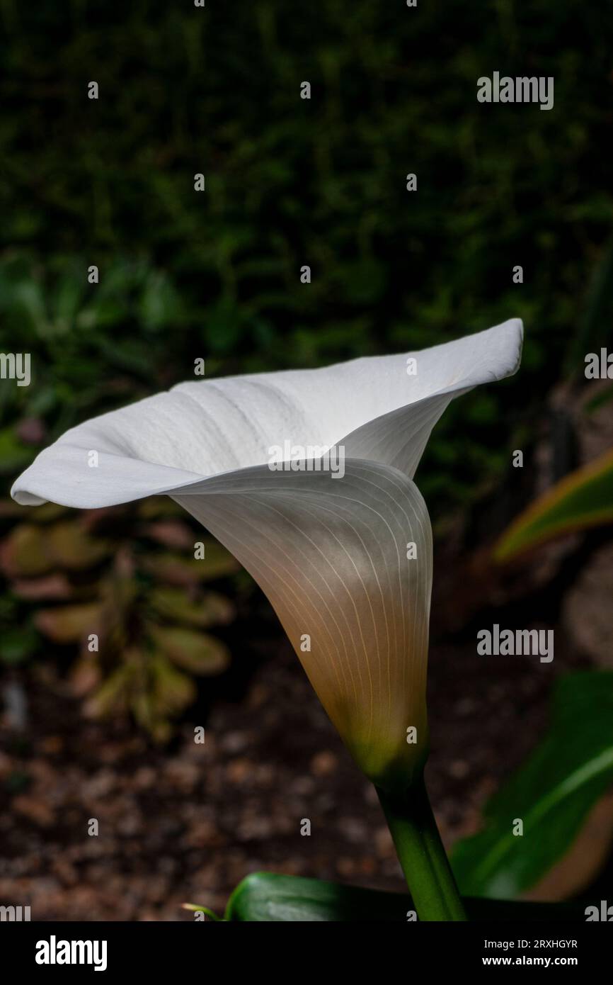 Calla Lily, Arum lily, Zantedeschia aethiopica Stock Photo