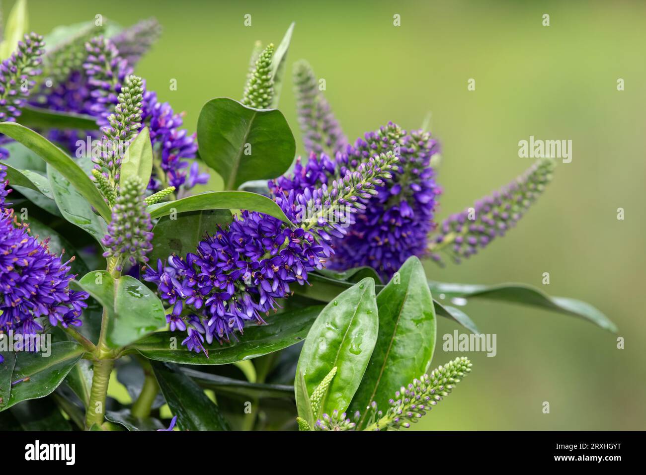 Close up of purple hebe flowers in bloom Stock Photo