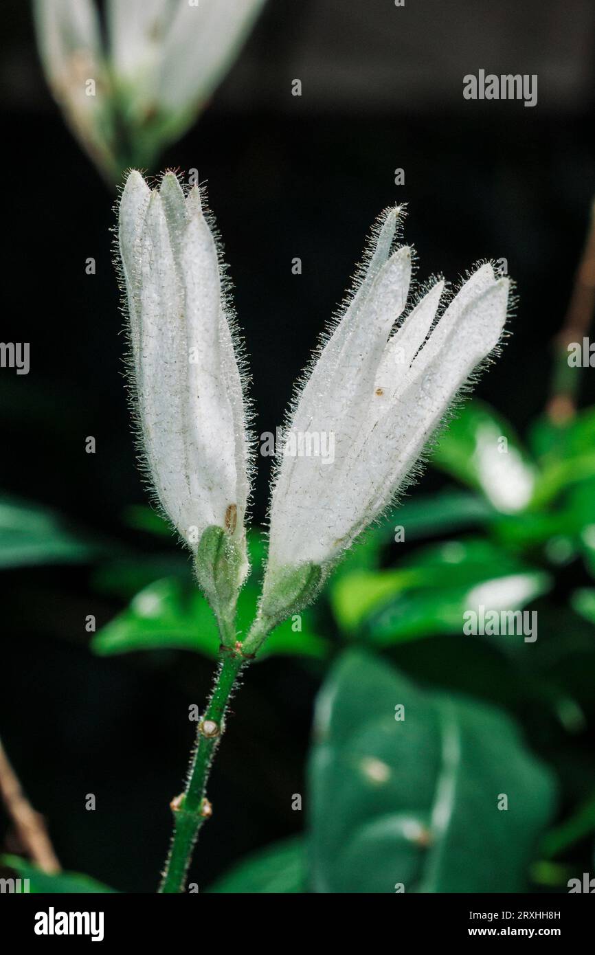 Whitfield Elongata, Acanthaceae Stock Photo