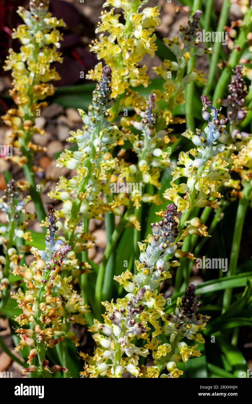 Cape cowslip (Lachenalia mutabilis) A bi-coloured cape cowslip Stock Photo