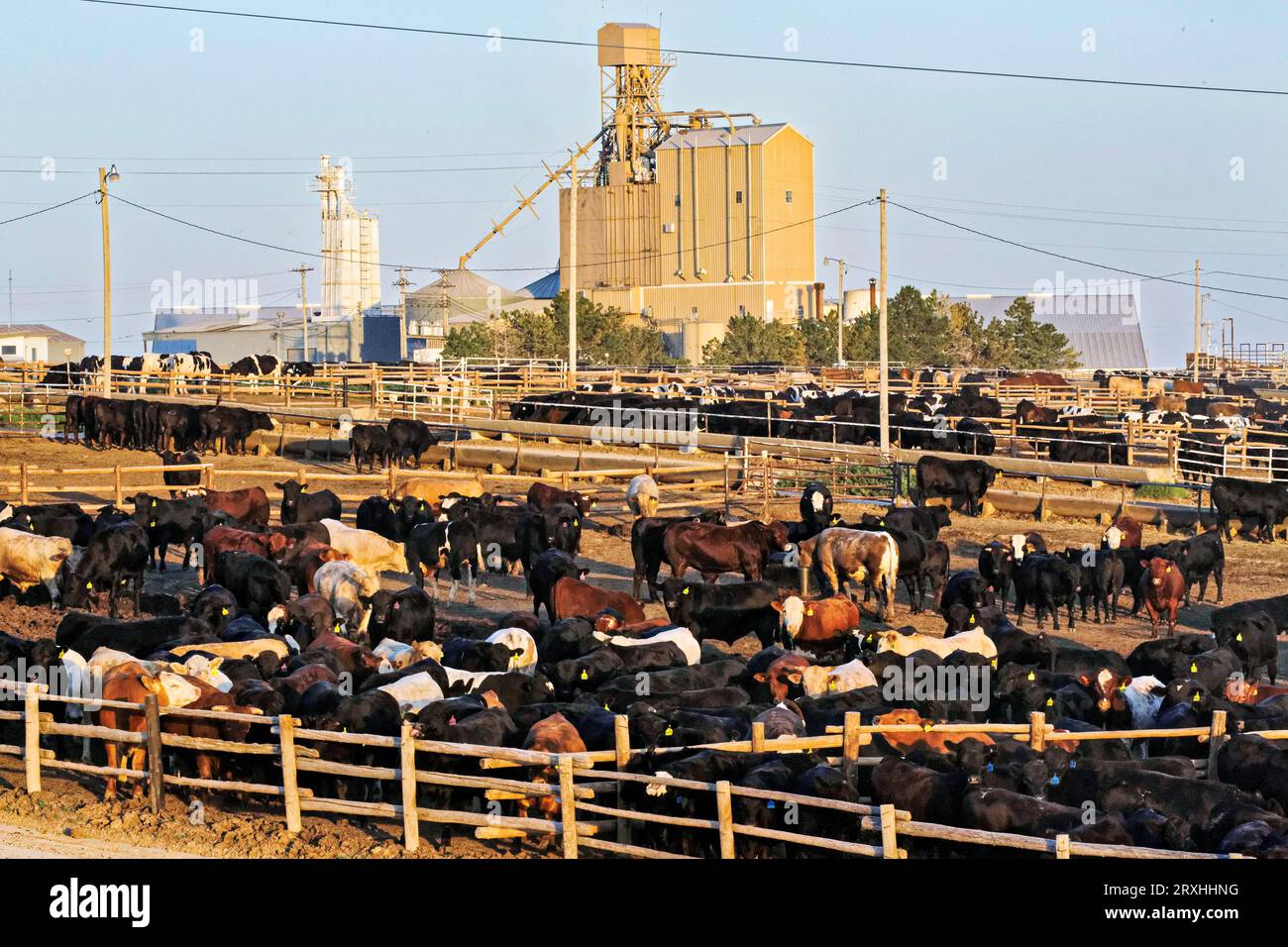 Cattle feedlot america hires stock photography and images Alamy