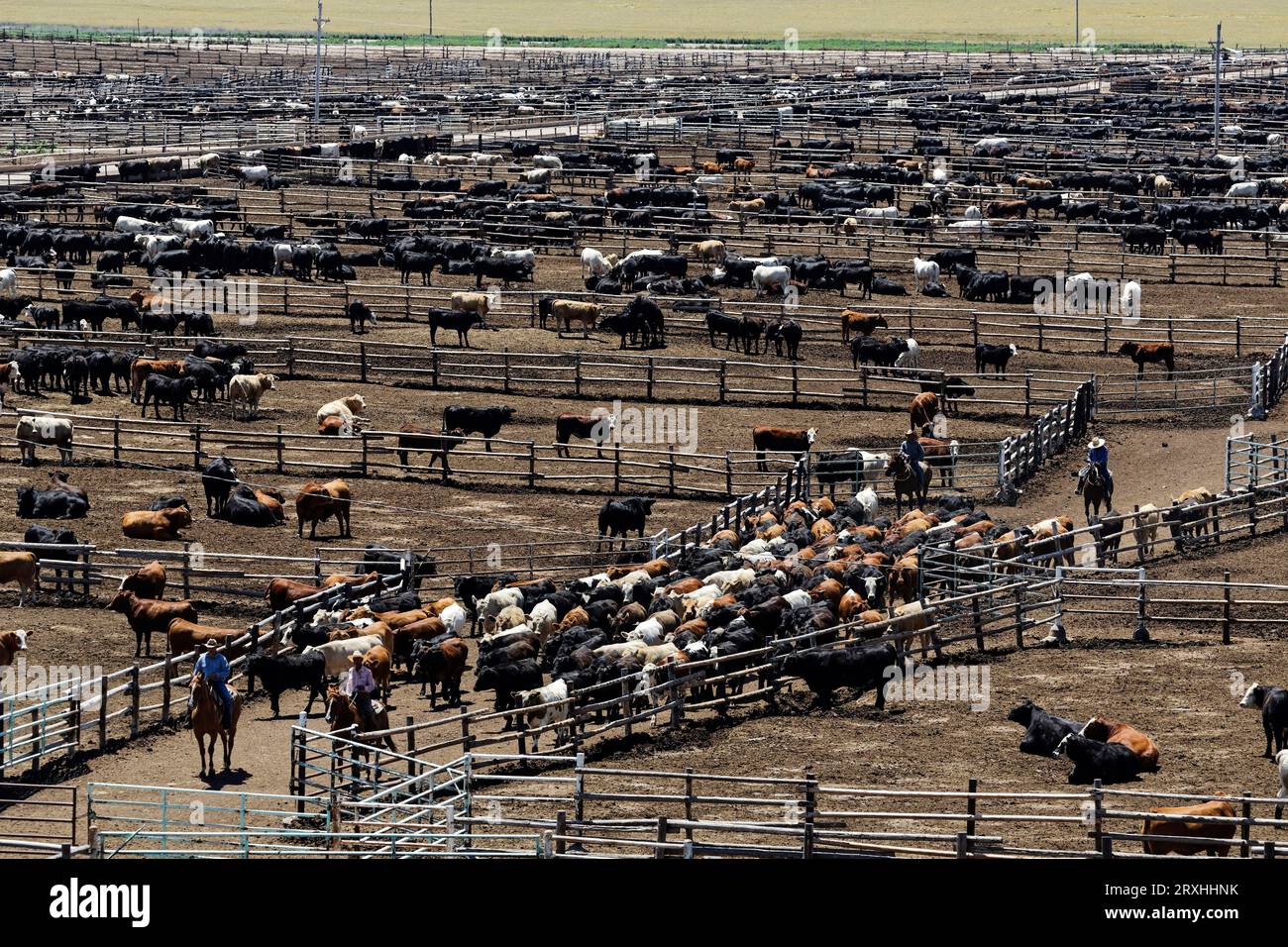 Cattle feedlot america hires stock photography and images Alamy