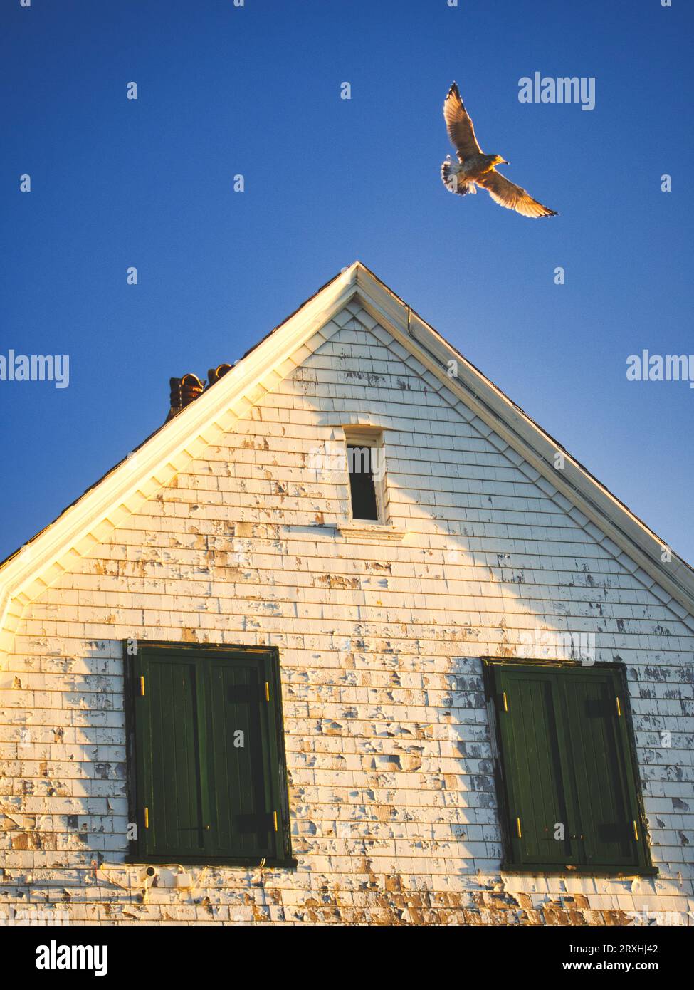 Rockland Breakwater Lighthouse in Maine roof peak with flying seagull ...