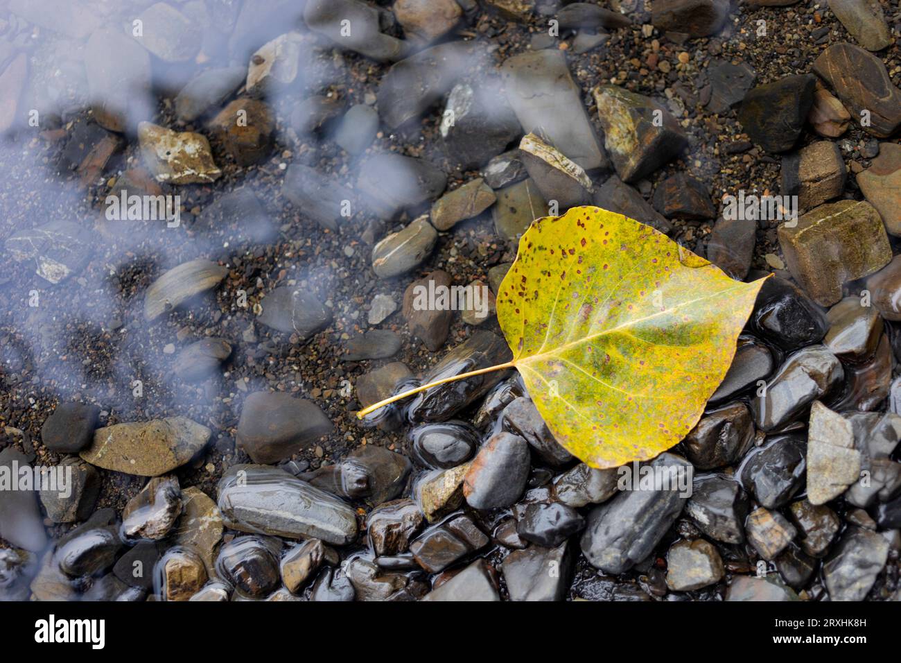 Leaf turned to autumn colours floats on shallow clear water over rocks; Cultus Lake, British Columbia, Canada Stock Photo