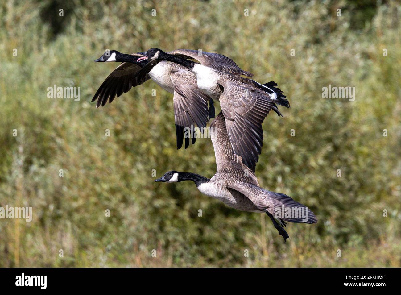 Canada geese in flight. Stock Photo
