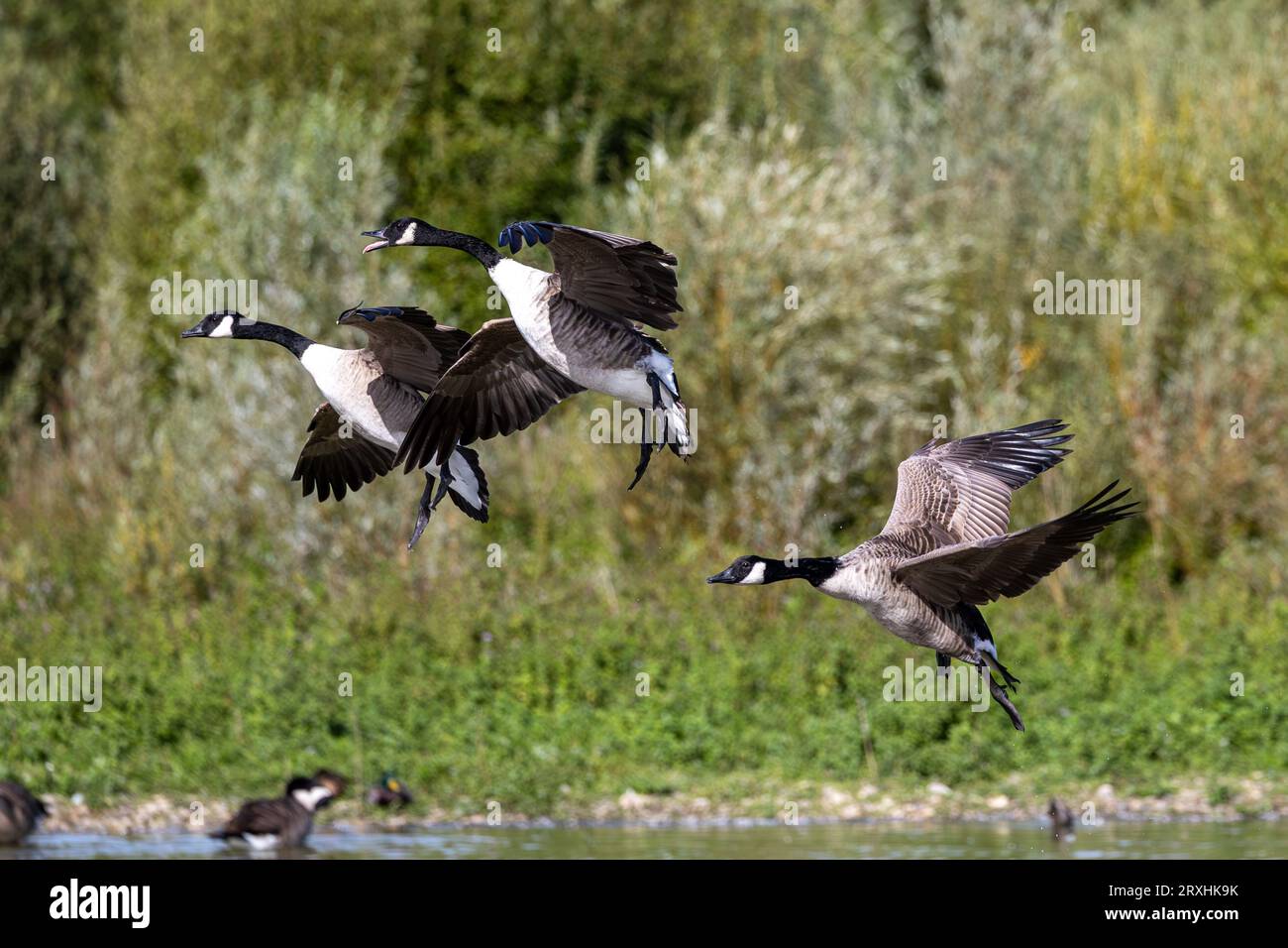 Canada geese in flight. Stock Photo