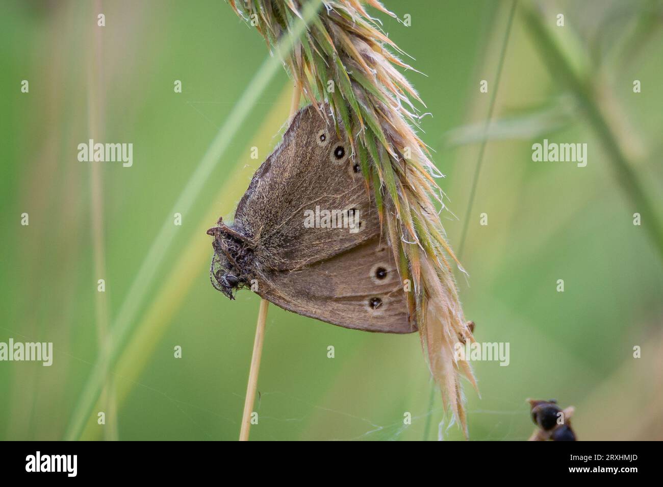Ringlet butterfly parasitised on a grass stalk Stock Photo