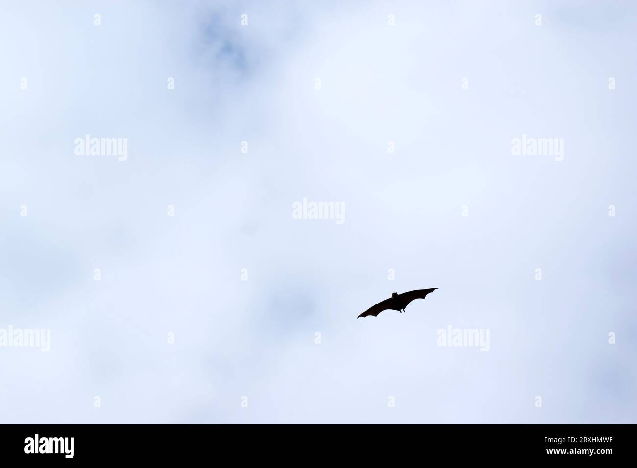 Bats are the only mammals that can fly. Instead of arms or hands, they