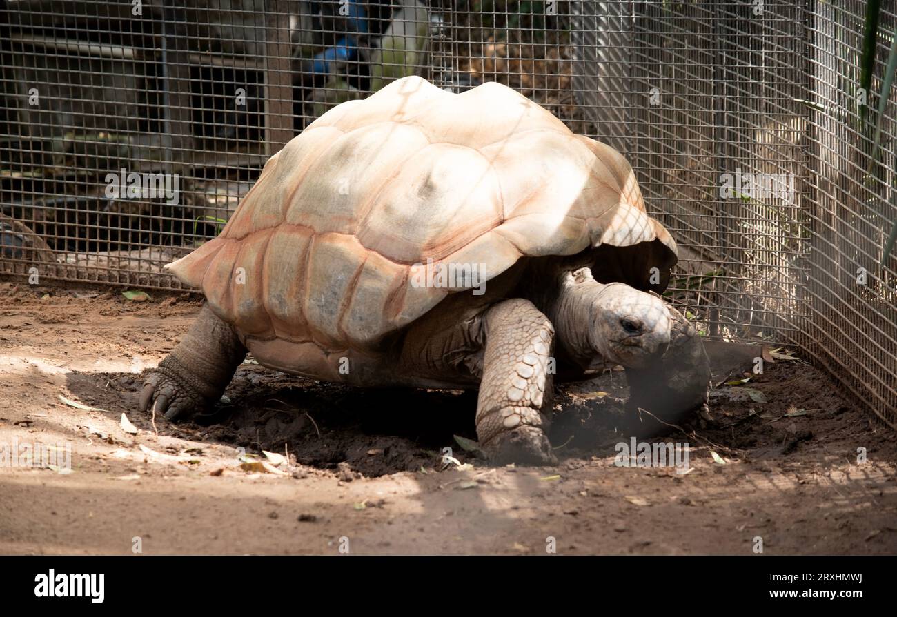 Aldabra giant spurred tortoises are mainly active during the early morning and in the late evening and they spend the remainder of the day in burrows Stock Photo