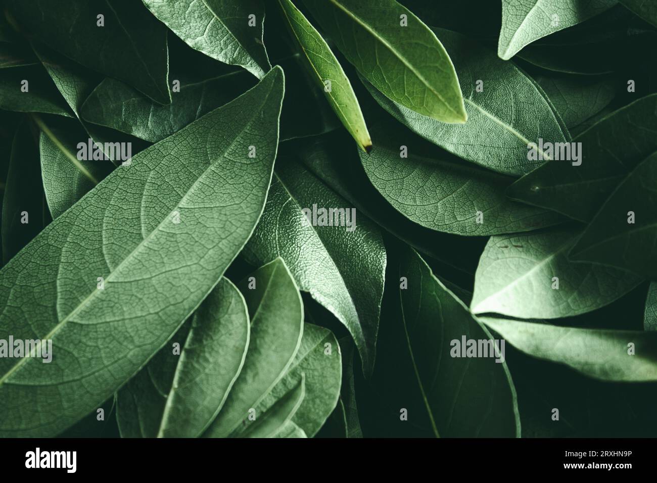 Close up of leaves. Daphne leaves background high angle view. Selective focus included Stock Photo