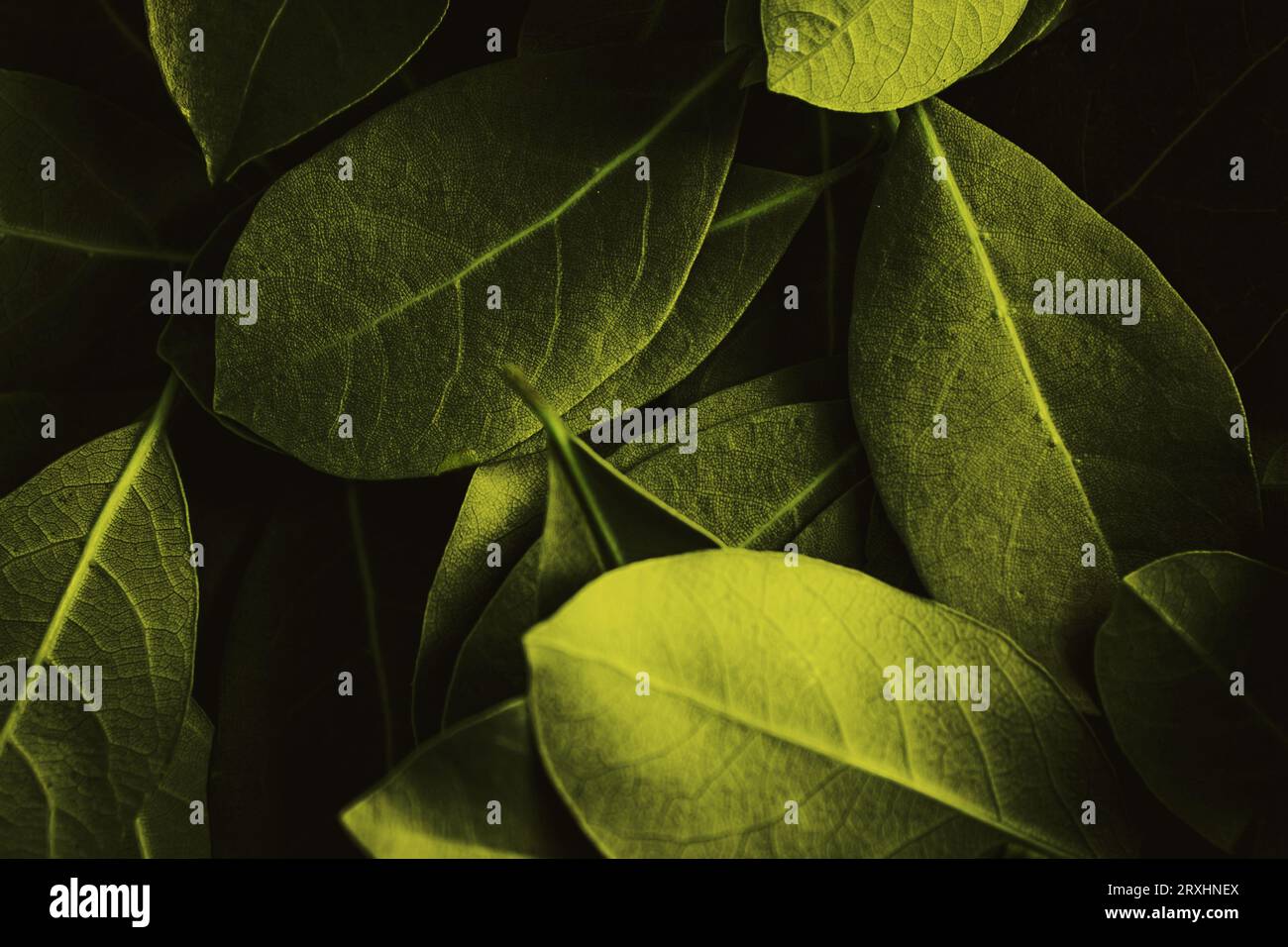 Close up of leaves. Daphne leaves background high angle view. Selective focus included Stock Photo