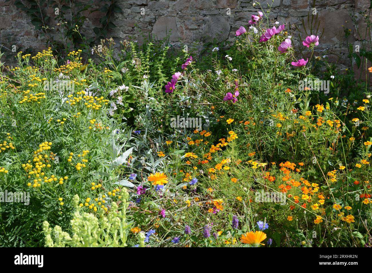 Wildflowers at side of path leafing to Inverness Botanic Gardens Stock Photo