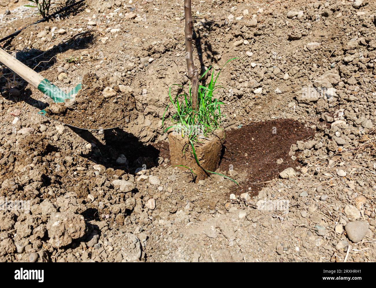 Fruit tree planting. Planting seedlings and using soil with a shovel