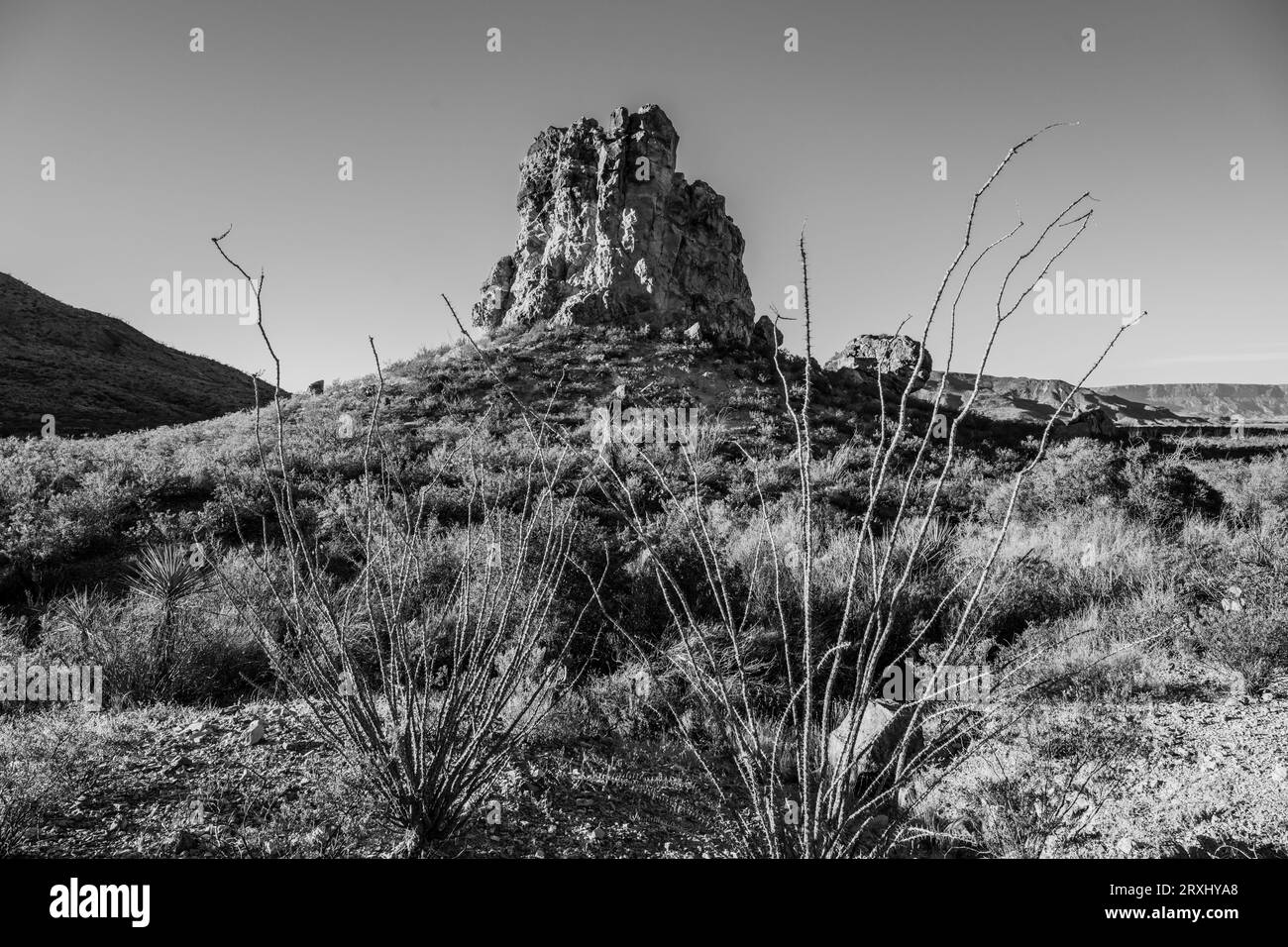 Ocotillo Stand Tall At The Base Of The Chimneys In Big Bend National