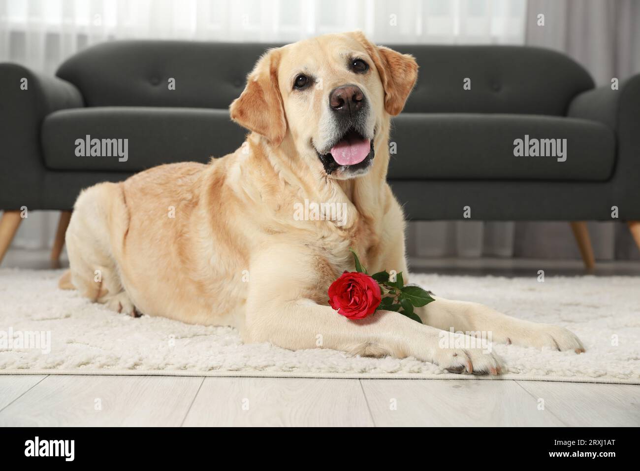 Cute Labrador Retriever with red rose flower on soft rug in room Stock Photo