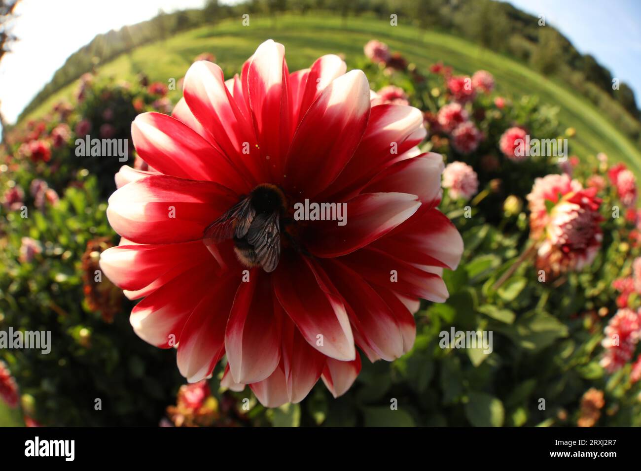 Bumblebee collecting nectar from dahlia flower outdoors. Fisheye lens Stock Photo