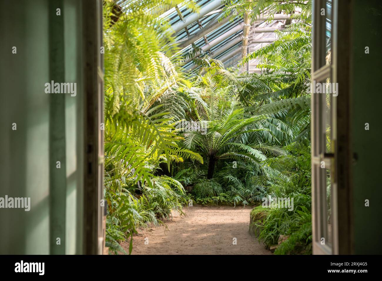 Various ferns hi-res stock photography and images - Alamy