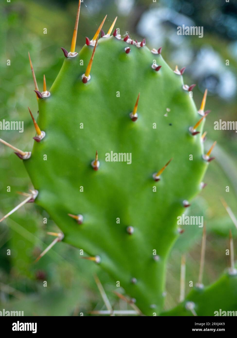 Prickly pear cactus. Background of leaves and thorns. Cactus parts. Spring  green plant. Danger. Cactus concept Stock Photo - Alamy