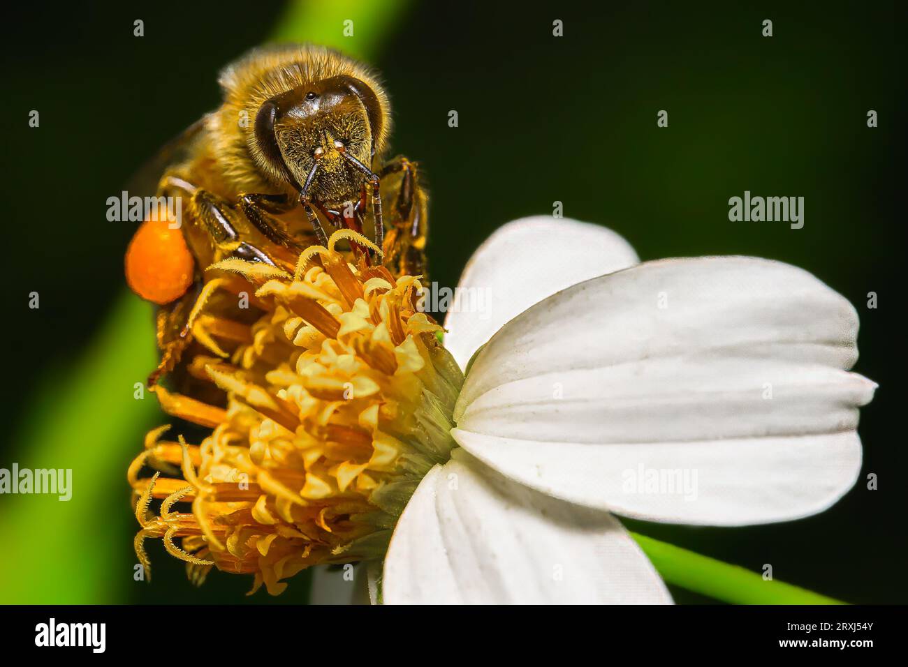 Honey bee gathering pollen from orange bloom Stock Photo