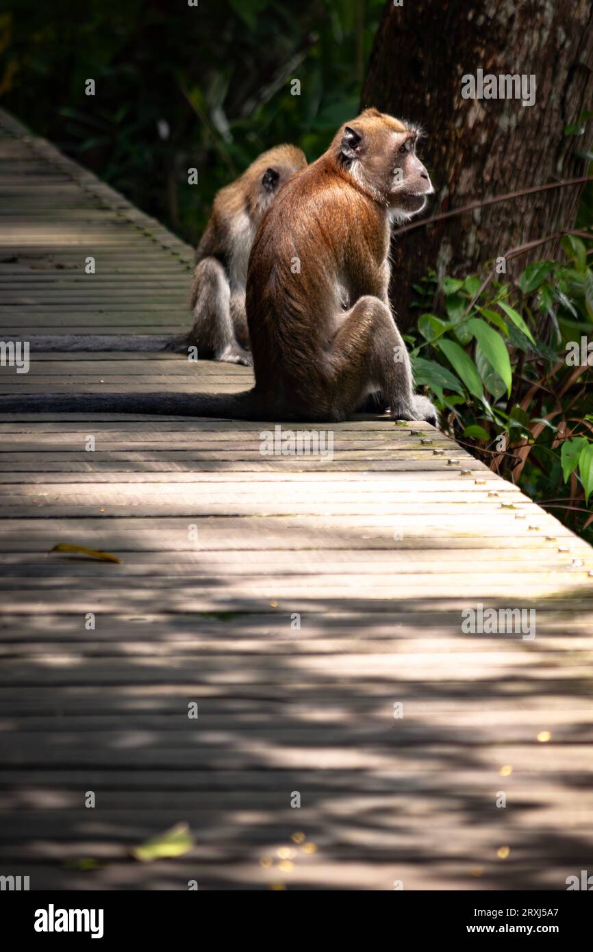 A pair of Macaque monkeys sit on a boardwalk in the Singaporean jungle, with one gazing out at the jungle Stock Photo