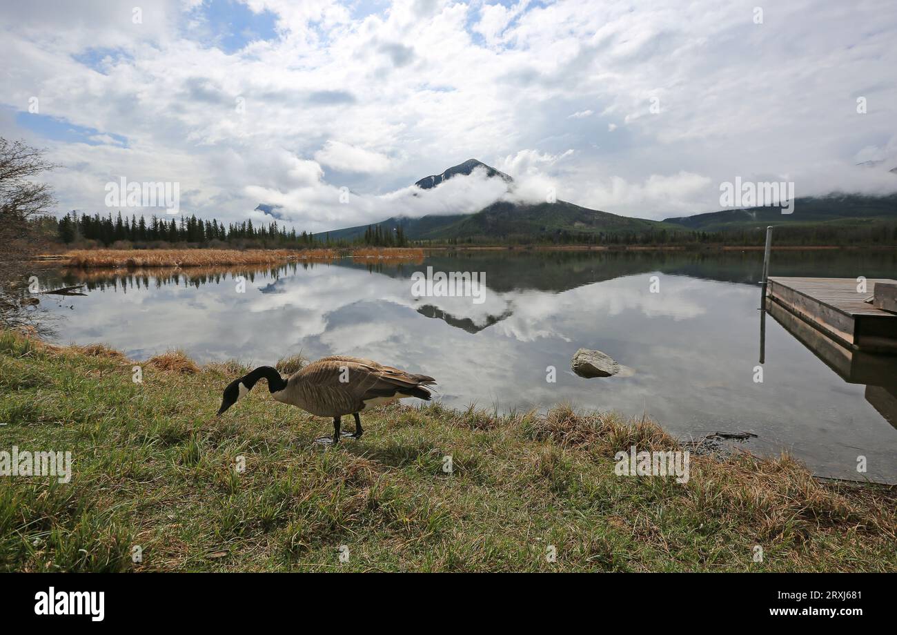 Canada goose park hi-res stock photography and images - Alamy
