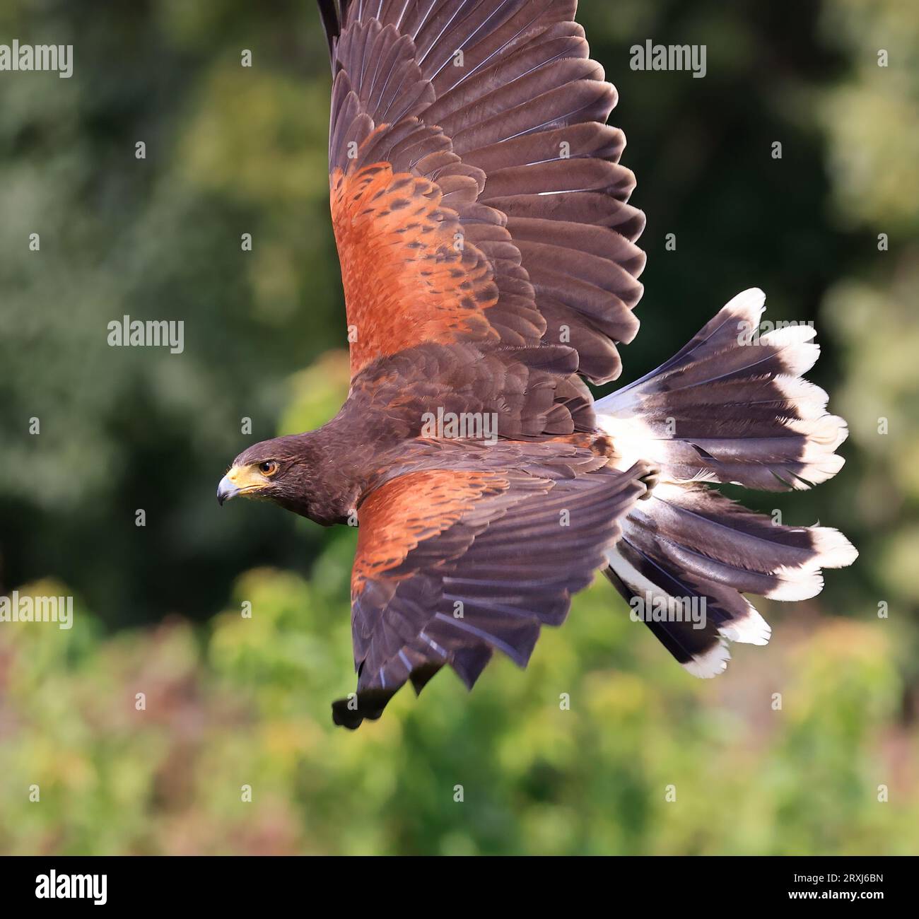 Harris's hawk flying on the green background Stock Photo