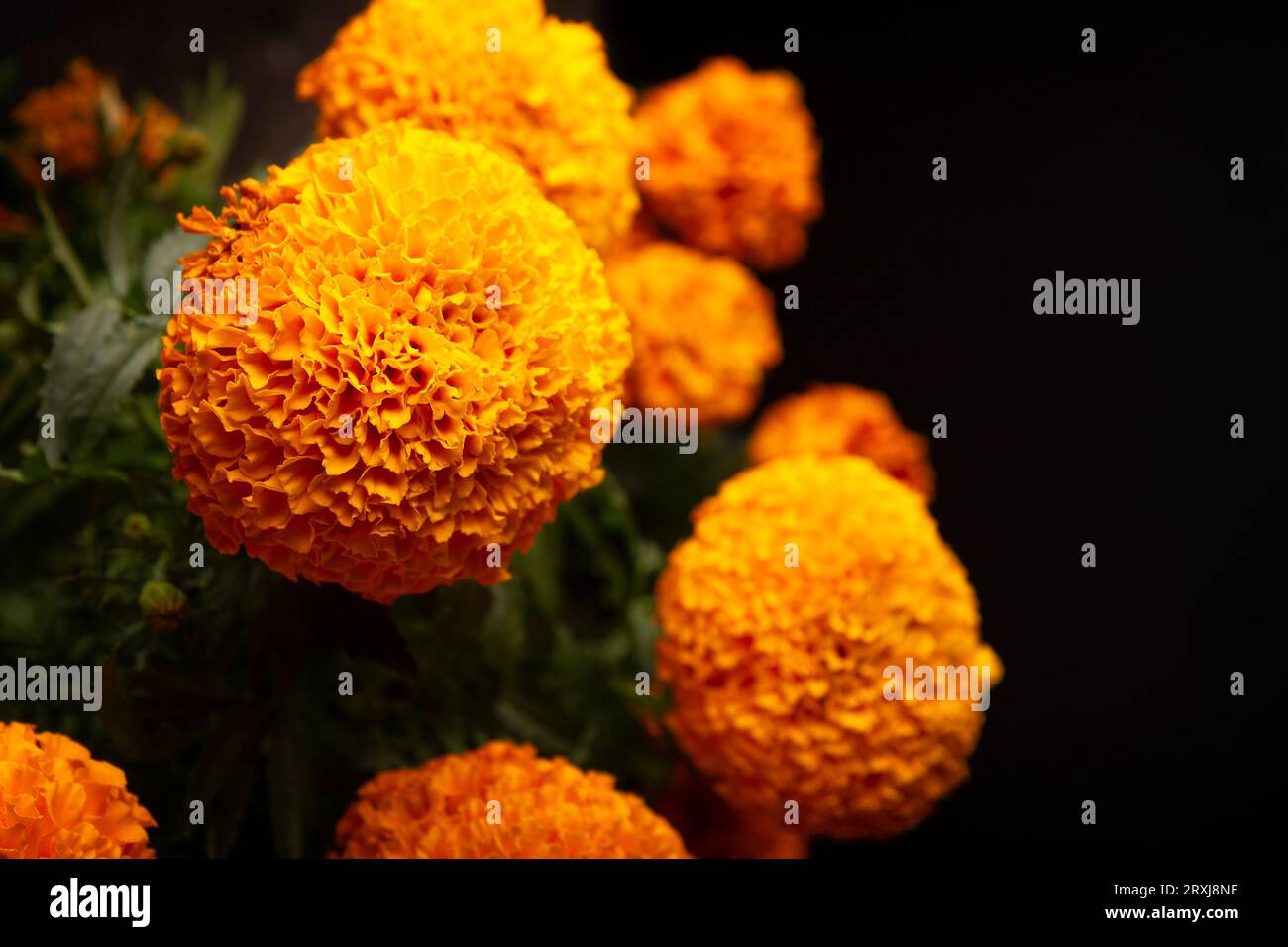 Cempasuchil orange flowers or Marigold. (Tagetes erecta) Traditionally