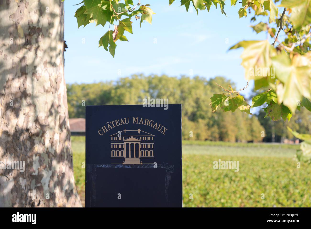 Margaux in the Médoc, the most famous vineyard in the world. Vine