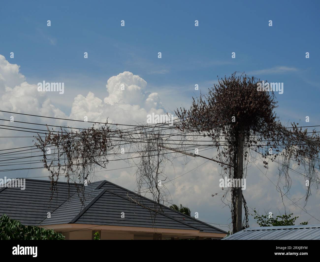 Plant and vine grow around pole and wires with white cloud and blue sky in backgroud Stock Photo