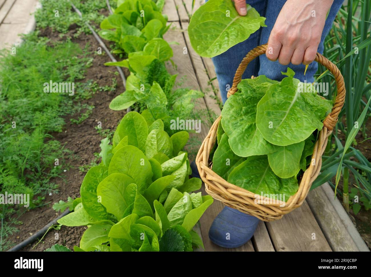 Growing green salads and vegetables in a greenhouse. Hydroponics grows in a greenhouse. The gardener cuts green lettuce leaves and puts them in a bask Stock Photo