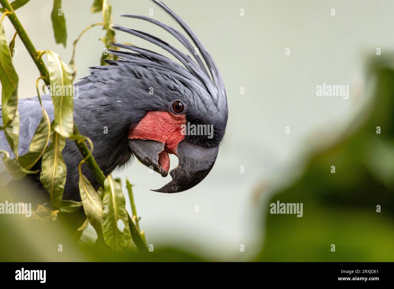 The portrait of a Palm Cockatoo - Probosciger aterrimus Stock Photo