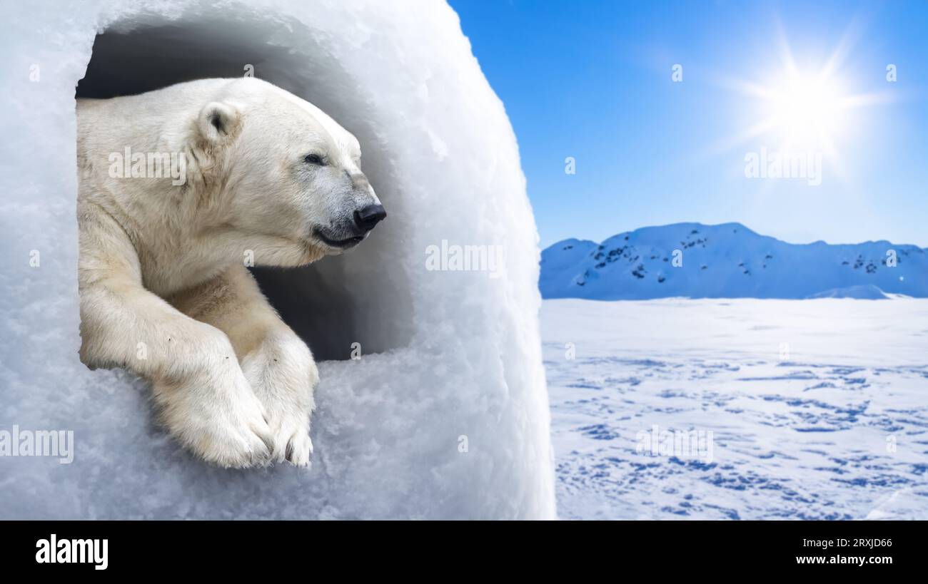 A polar bear looks out the window of an igloo at a snowy landscape