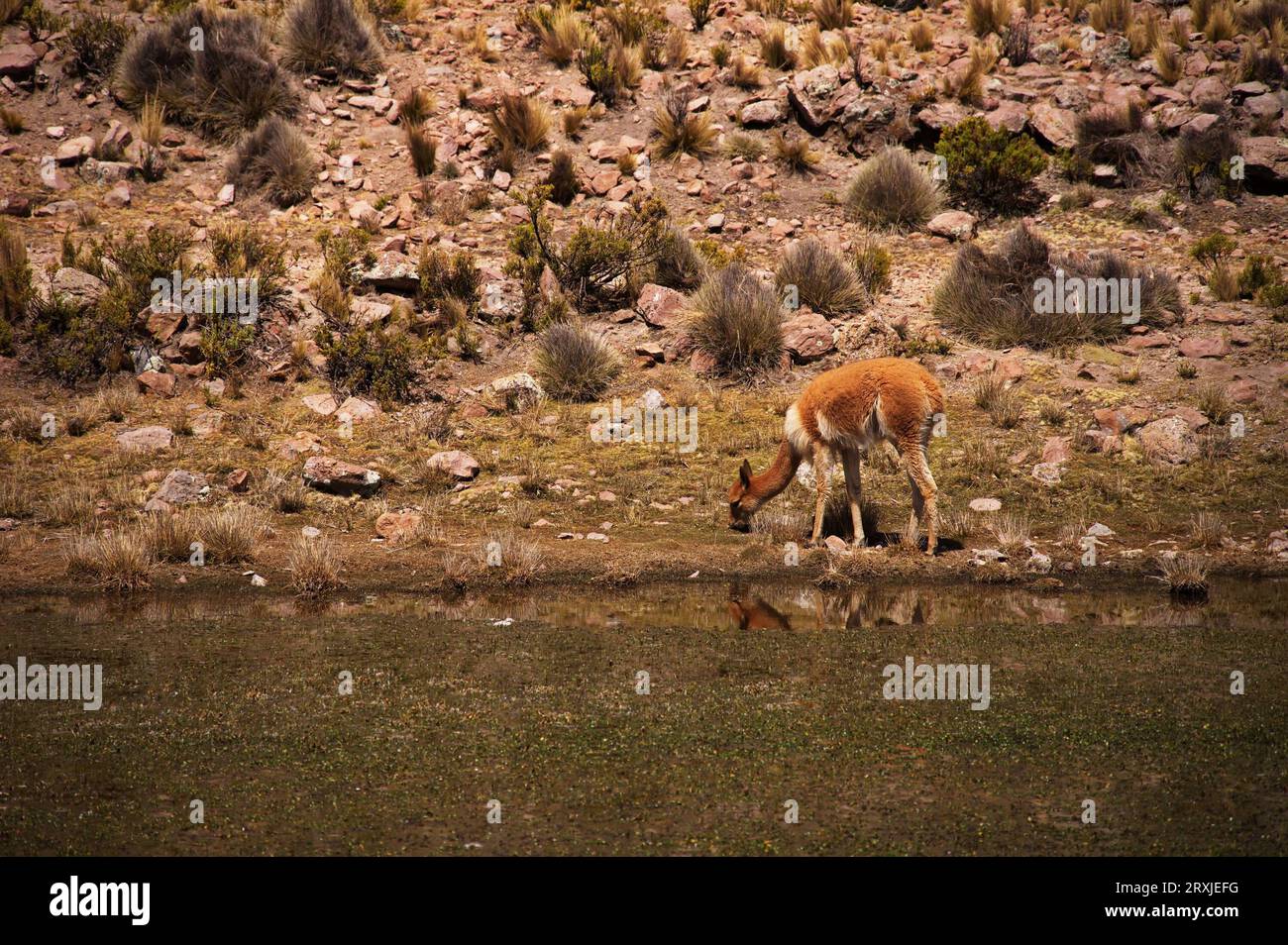 Vicuna grazing on the highlands in Peru Stock Photo