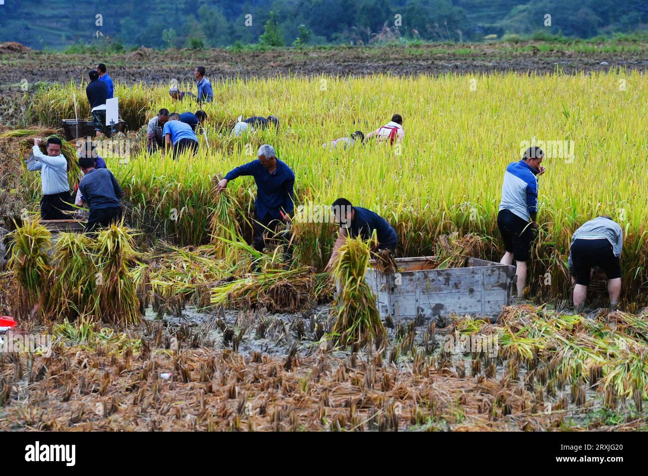 Villagers take part in a rice harvesting competition to celebrate the ...
