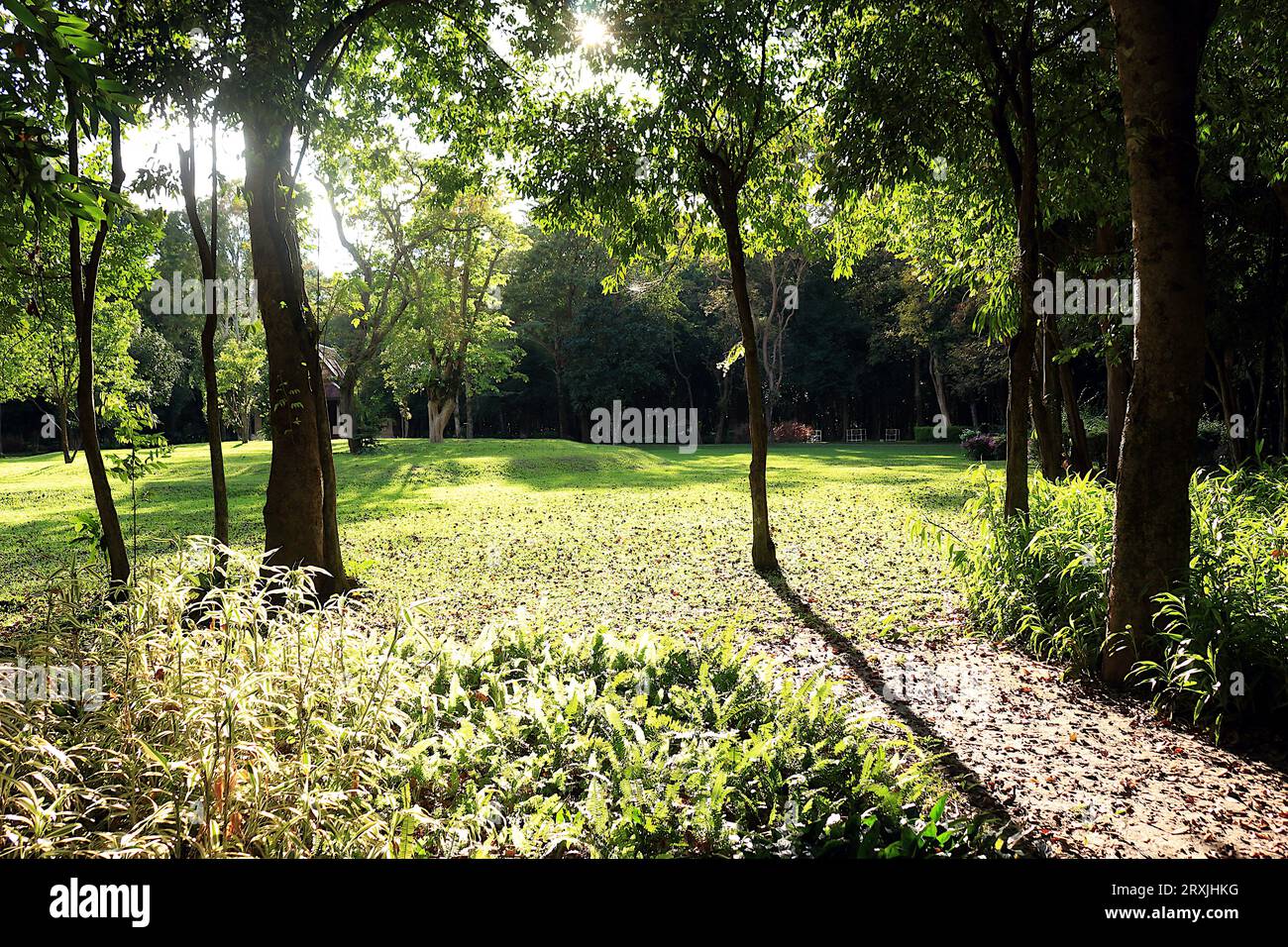 A park with lush green trees and bright sunlight shining through is a relaxing sight. Stock Photo