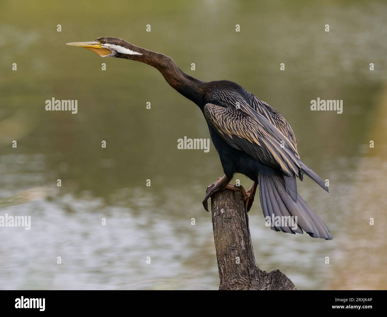 Long necked fish eating bird call a Darter.  Australian bird with dark feathers with lovely golden cream feathers on the wings. Stock Photo