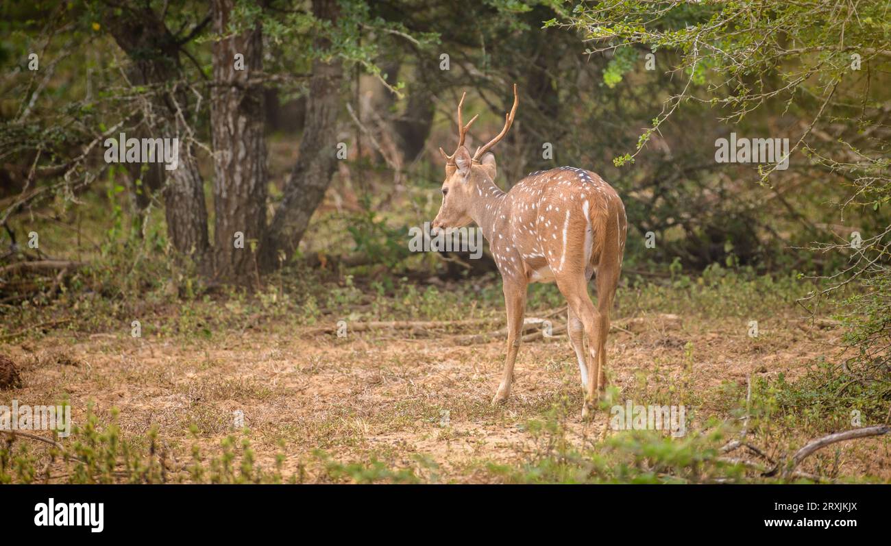 Beautiful Sri Lankan axis deer with antler walking into the bushes in ...