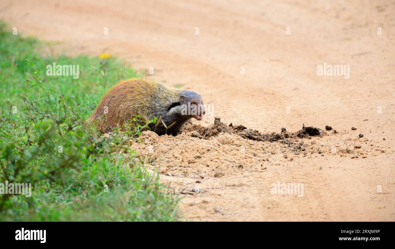 Stripe-necked mongoose (Urva vitticolla) digging and eating elephant ...