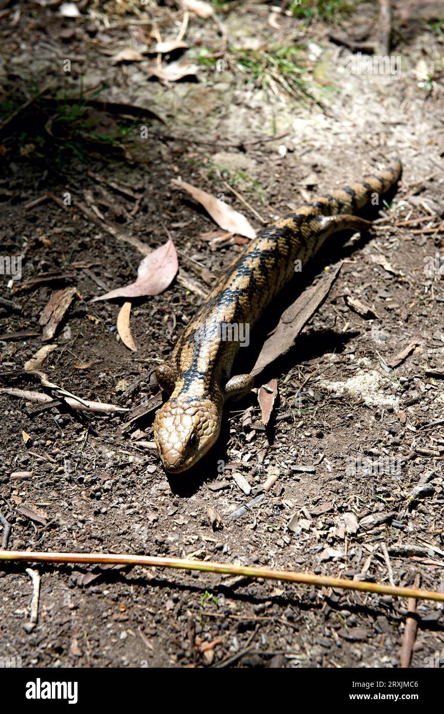 I nearly stepped on this Blotched Blue Tongue Lizard (Tiliqua Nigrolutea) - also known as the Southern Blue Tongue - at Hochkins Ridge Reserve. Stock Photo