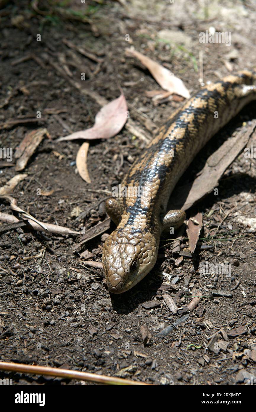 I nearly stepped on this Blotched Blue Tongue Lizard (Tiliqua Nigrolutea) - also known as the Southern Blue Tongue - at Hochkins Ridge Reserve. Stock Photo