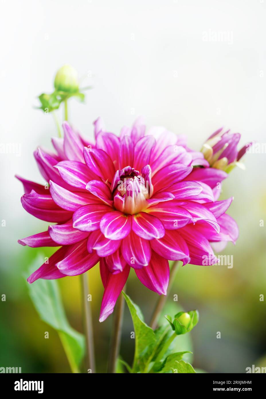 Purple and white dahlia hi-res stock photography and images - Alamy