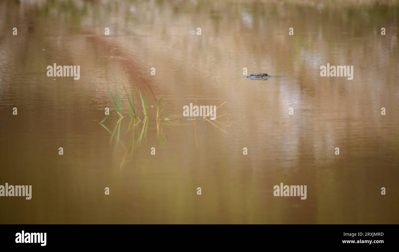 Marsh crocodile swimming in a pond in Yala national park. Only the eyes are above the water surface. Stock Photo