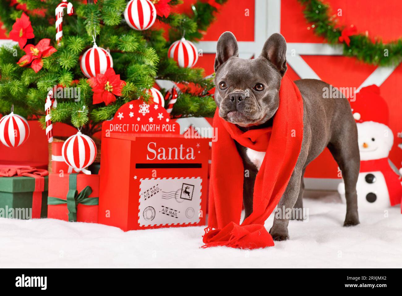 French Bulldog dog wearing red winter scarf next to festive Christmas decoration Stock Photo